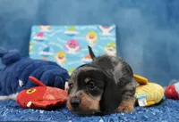 Wirehair Dapple , a male Miniature Dachshund for sale in Murphysboro, IL – 1 of 4