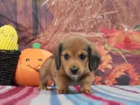 Red Longhair, a male Miniature Dachshund for sale in Murphysboro, IL – 4 of 4