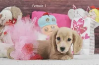 Creamy Girl 1, a female Miniature Dachshund for sale in Murphysboro, IL – Photo 4 of 5