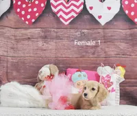 Creamy Girl 1, a female Miniature Dachshund for sale in Murphysboro, IL – Photo 2 of 5