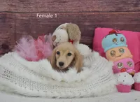 Creamy Girl 1, a female Miniature Dachshund for sale in Murphysboro, IL – Photo 1 of 5