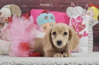 Creamy Girl 1, a female Miniature Dachshund for sale in Murphysboro, IL – Photo 5 of 5