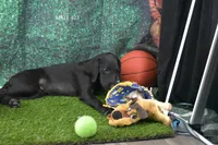 Sue's Male 403, a male Labrador Retriever for sale in Murphysboro, IL – 2 of 2