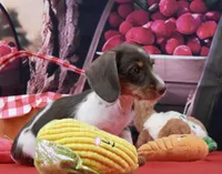 Mr. Moo, a male Miniature Dachshund for sale in Murphysboro, IL – 5 of 5