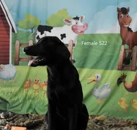 Ivory's black female, a female Labrador Retriever for sale in Murphysboro, IL – Photo 4 of 4
