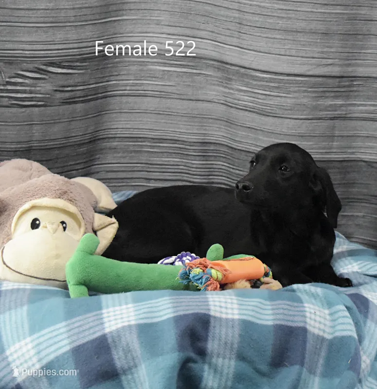 Ivory's black female