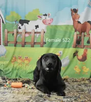 Ivory's black female, a female Labrador Retriever for sale in Murphysboro, IL – Photo 3 of 4