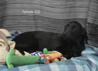 Ivory's black female, a female Labrador Retriever for sale in Murphysboro, IL – Photo 3 of 3