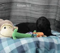 Ivory's black female, a female Labrador Retriever for sale in Murphysboro, IL – Photo 2 of 3