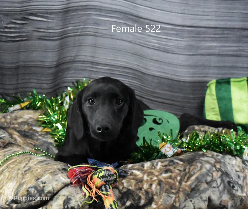 Ivory's black female – Labrador Retriever puppy for sale in Murphysboro, IL