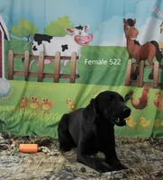 Ivory's black female, a female Labrador Retriever for sale in Murphysboro, IL – Photo 1 of 4