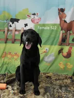 Ivory's black female, a female Labrador Retriever for sale in Murphysboro, IL – Photo 2 of 4