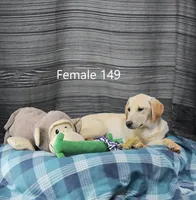 Ivory's Girl 149, a female Labrador Retriever for sale in Murphysboro, IL – Photo 2 of 4