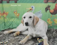 Ivory's Girl 149, a female Labrador Retriever for sale in Murphysboro, IL – Photo 4 of 4