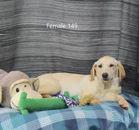 Ivory's Girl 149, a female Labrador Retriever for sale in Murphysboro, IL – Photo 3 of 4