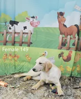 Ivory's Girl 149, a female Labrador Retriever for sale in Murphysboro, IL – Photo 1 of 4
