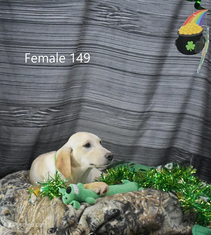 Ivory's Girl 149 – Labrador Retriever puppy for sale in Murphysboro, IL