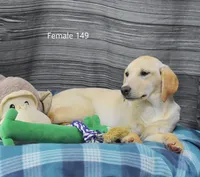Ivory's Girl 149, a female Labrador Retriever for sale in Murphysboro, IL – Photo 4 of 4