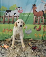 Ivory's Girl 149, a female Labrador Retriever for sale in Murphysboro, IL – Photo 2 of 4