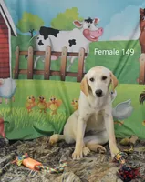Ivory's Girl 149, a female Labrador Retriever for sale in Murphysboro, IL – Photo 3 of 4