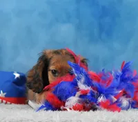 Red Russian, a female Miniature Dachshund for sale in Murphysboro, IL – 2 of 5