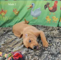 Nash, a male Labrador Retriever for sale in Murphysboro, IL – 1 of 3