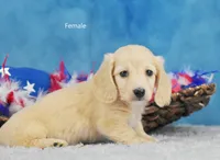 Pearl, a female Miniature Dachshund for sale in Murphysboro, IL – 4 of 4
