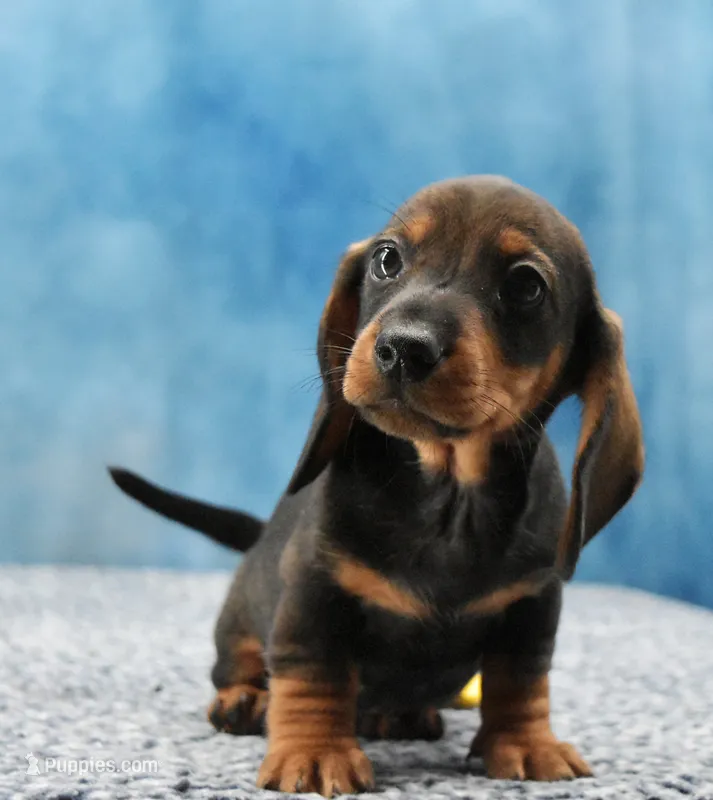 Mr. Smooth WB – Miniature Dachshund puppy for sale in Murphysboro, IL