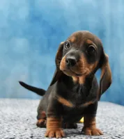 Mr. Smooth WB, a male Miniature Dachshund for sale in Murphysboro, IL – 1 of 5
