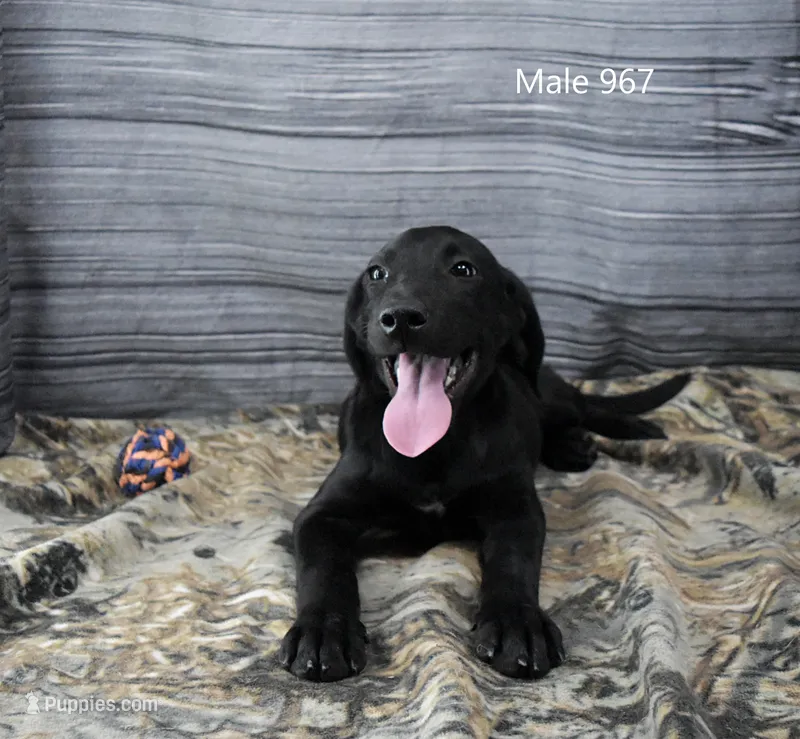 Cubby's Boy 967 – Labrador Retriever puppy for sale in Murphysboro, IL