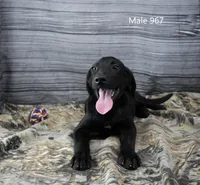 Cubby's Boy 967, a male Labrador Retriever for sale in Murphysboro, IL – 1 of 3