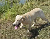 Butters' Male 333, a male Labrador Retriever for sale in Murphysboro, IL – 4 of 4