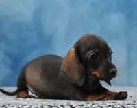 Smooth WB Girl, a female Miniature Dachshund for sale in Murphysboro, IL – 3 of 4