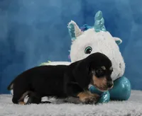 BC Wirehair, a male Miniature Dachshund for sale in Murphysboro, IL – 3 of 5