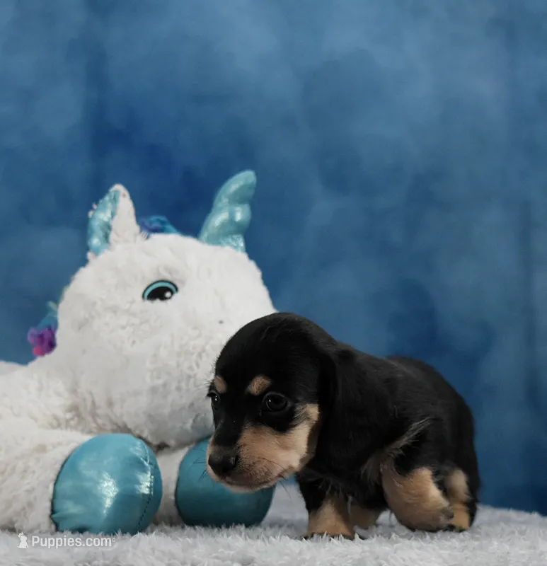 BC Wirehair – Miniature Dachshund puppy for sale in Murphysboro, IL