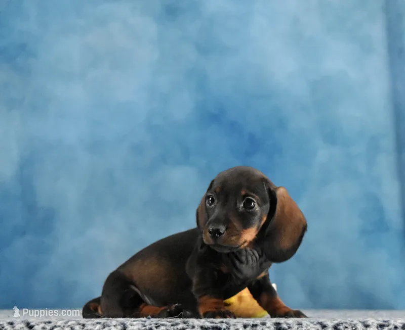 Smooth WB Girl – Miniature Dachshund puppy for sale in Murphysboro, IL