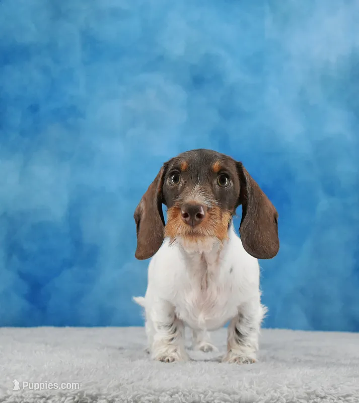 Dark Moo – Miniature Dachshund puppy for sale in Murphysboro, IL