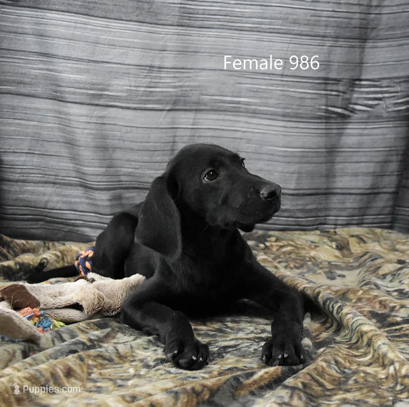 Cubby's Girl 986 – Labrador Retriever puppy for sale in Murphysboro, IL