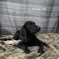 Cubby's Girl 986, a female Labrador Retriever for sale in Murphysboro, IL – 1 of 4