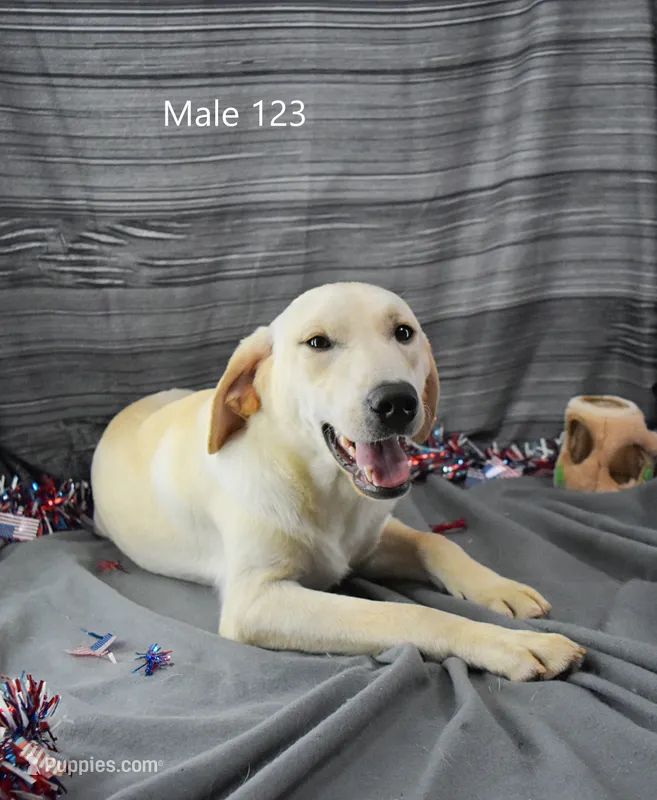 Ivory's boy 123 – Labrador Retriever puppy for sale in Murphysboro, IL