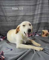 Ivory's boy 123, a male Labrador Retriever for sale in Murphysboro, IL – 1 of 5