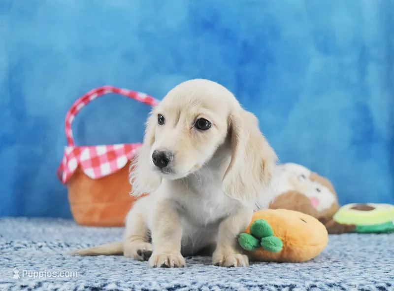 Tonya's Cream Longhair Boy – Miniature Dachshund puppy for sale in Murphysboro, IL