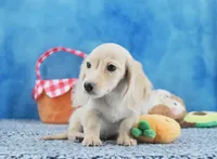 Tonya's Cream Longhair Boy, a male Miniature Dachshund for sale in Murphysboro, IL – 1 of 2