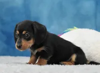 BT Wire Girl, a female Miniature Dachshund for sale in Murphysboro, IL – 4 of 4