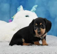 BT Wire Girl, a female Miniature Dachshund for sale in Murphysboro, IL – 2 of 4