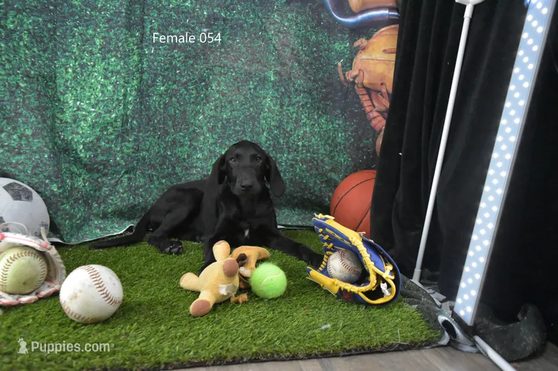 Ms. B's Female 054, a female Labrador Retriever for sale in Murphysboro, IL – 1 of 2