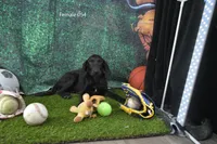 Ms. B's Female 054, a female Labrador Retriever for sale in Murphysboro, IL – 1 of 2