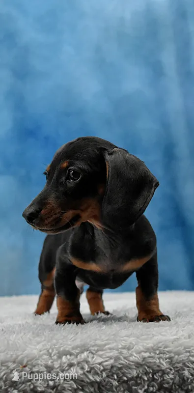Mr. Smooth – Miniature Dachshund puppy on hold in Murphysboro, IL