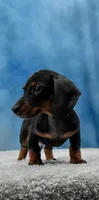 Mr. Smooth, a male Miniature Dachshund for sale in Murphysboro, IL – 1 of 7