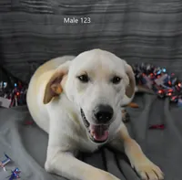 Ivory's boy 123, a male Labrador Retriever for sale in Murphysboro, IL – 5 of 5